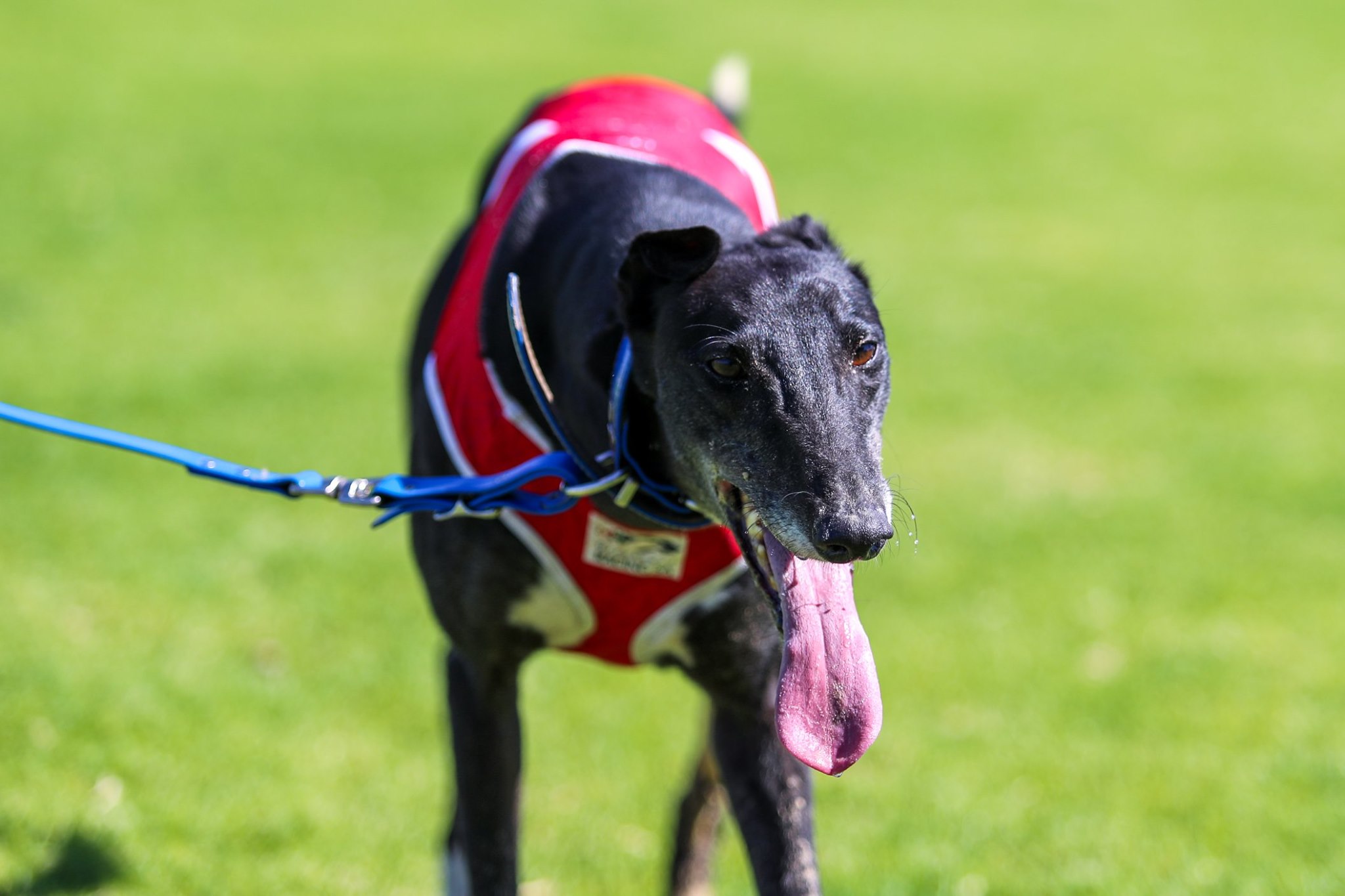 Greyhound best sale cost dog